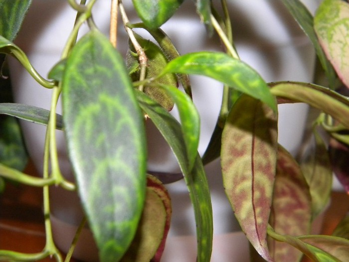 Aeschynantus marmoratus - ALTE GESNERIACEAE