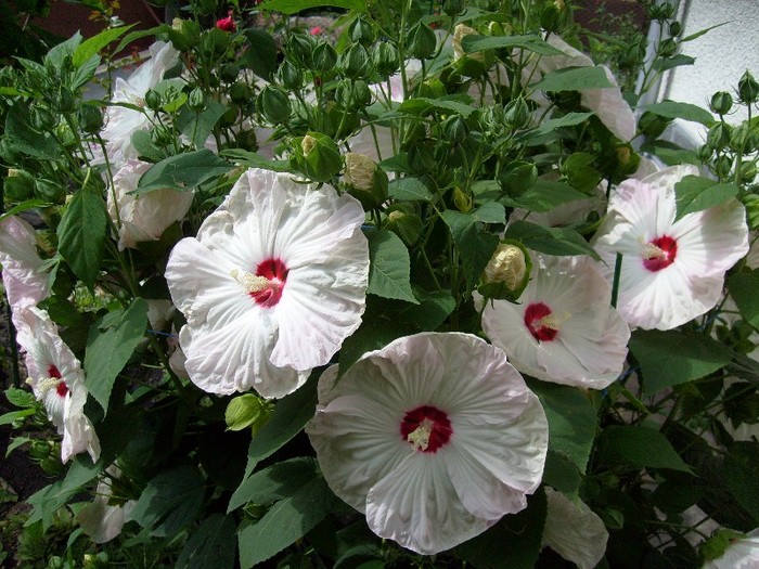 hibiscus moscheutos XXL alb 2011; superb si cu sute de flori
