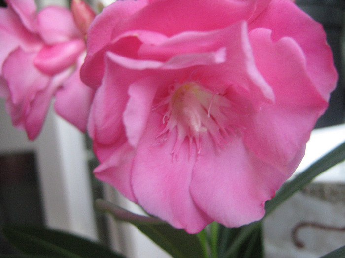 roz dublu - leandru