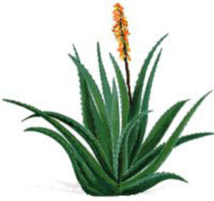 aloevera1 - cine este aloe vera