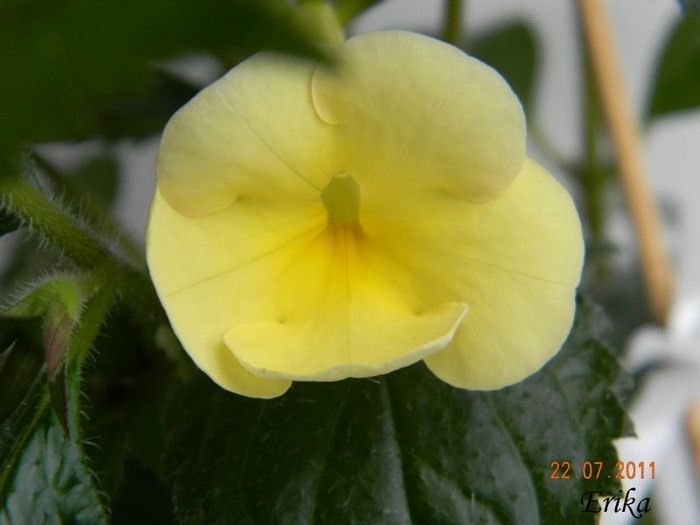 Himalayan Sunrise 22-07-2011 - Achimenes 2011 - 2017