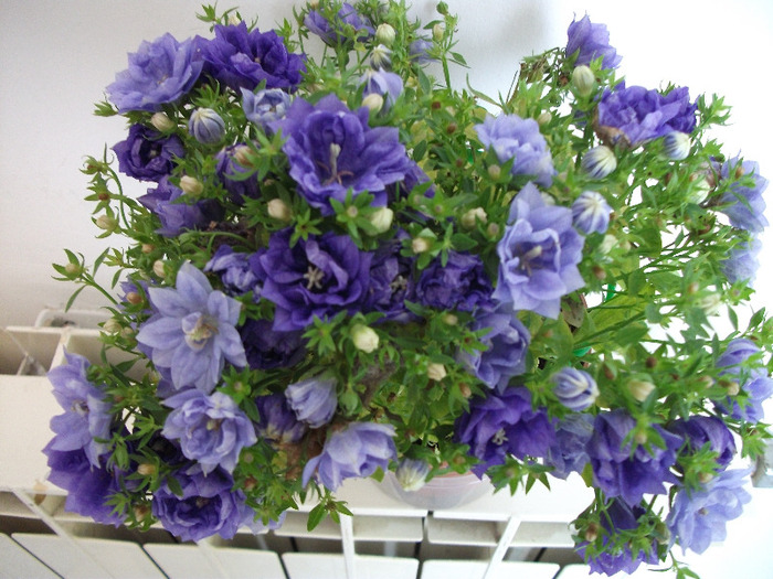 DSCF0771 - Campanula