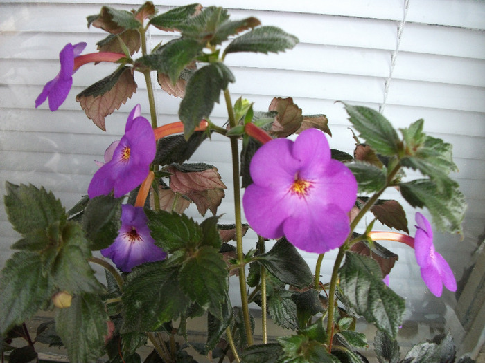 DSCF0708 - Achimenes