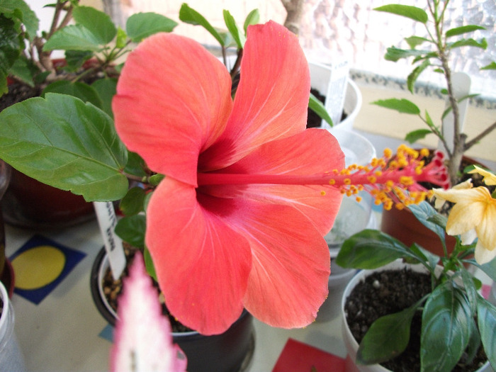 DSCF0783 - Hibi 2011-2012