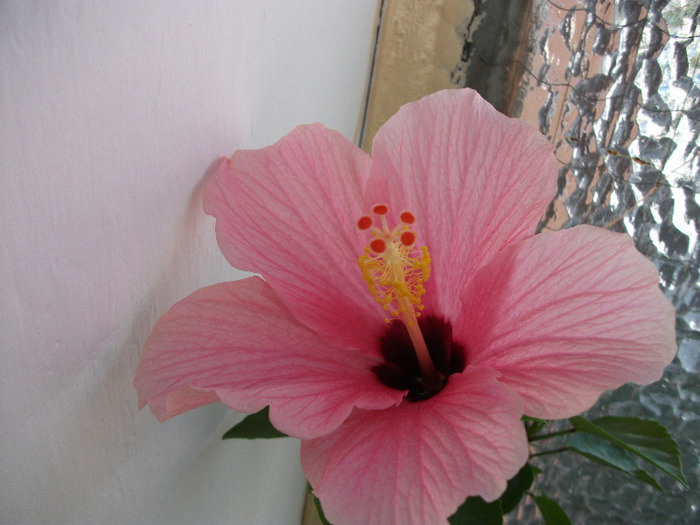 DSCF0784 - Hibi 2011-2012