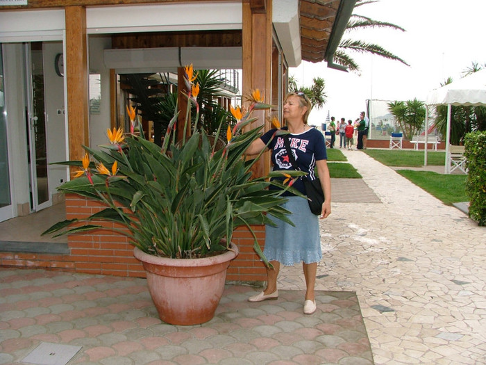 Florile mele preferate