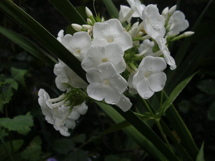 Phlox - Gradina 2011