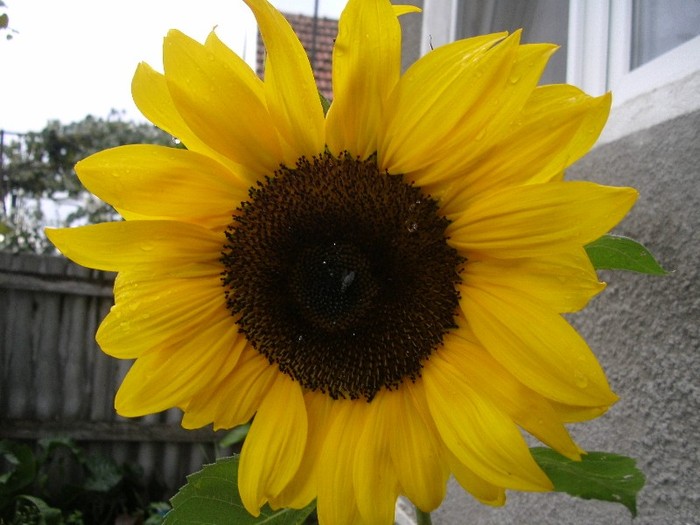 Floarea soarelui - Gradina 2011