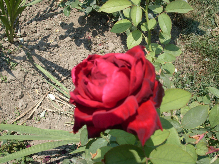 t2.1 - trandafirii mei 2011