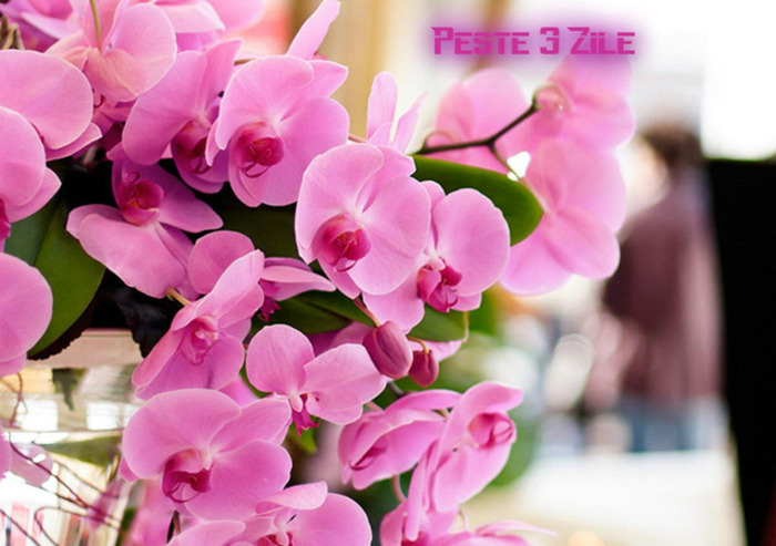 Peste 3 Zile...