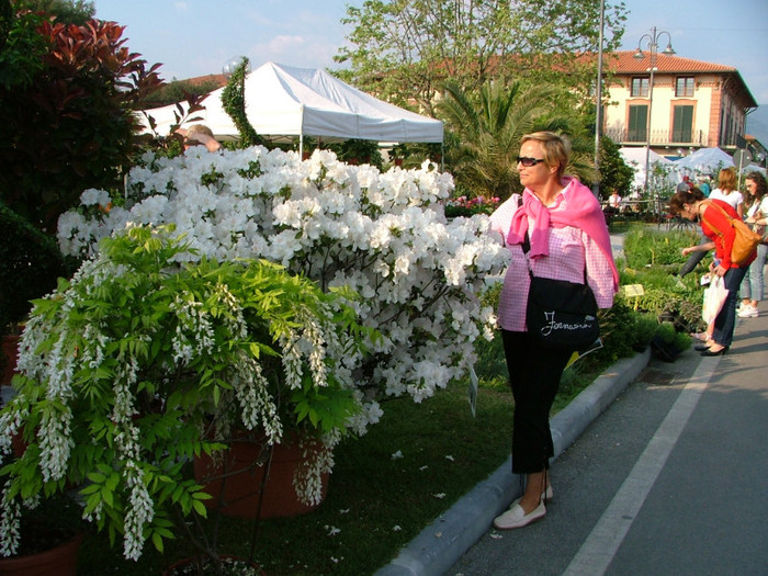 un copàcel inflorit la maxim