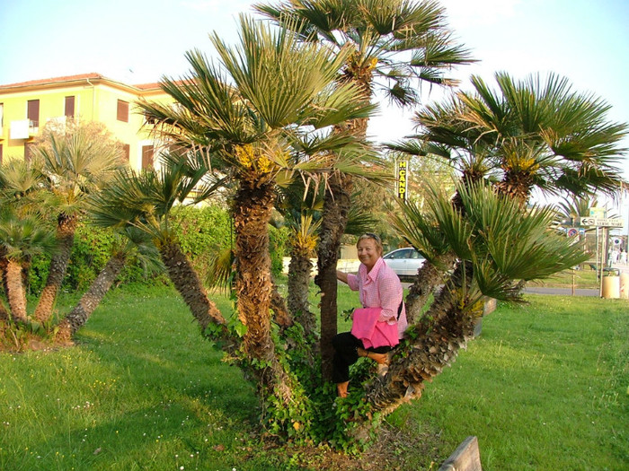 sapte frati dintr-o tulpinà - TOSCANA VIAREGGIO LIGURIA CINQUE TERRE