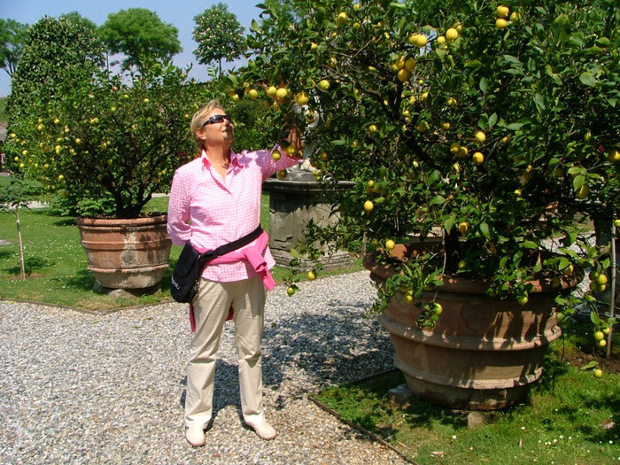 mà servesc cu o làmiie