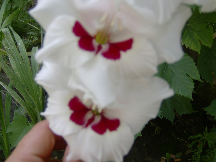 77 - gladiole
