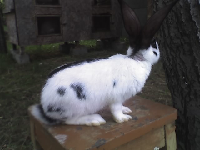 mascul fluture german