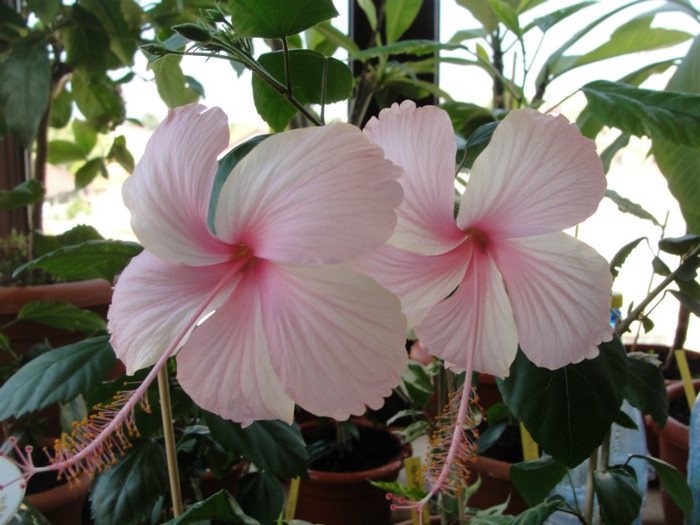 hibi dainty pink - C-hibiscus de vis