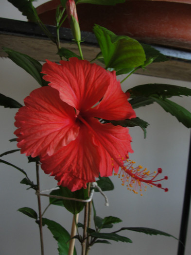 hibi rouge tropique - C-hibiscus de vis