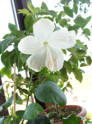 hibi fidji - C-hibiscus de vis