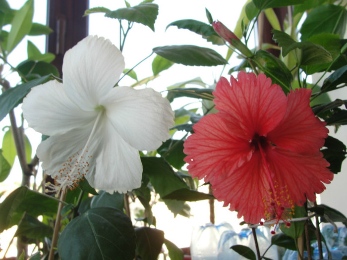 hibi fidji si rouge tropique - C-hibiscus de vis