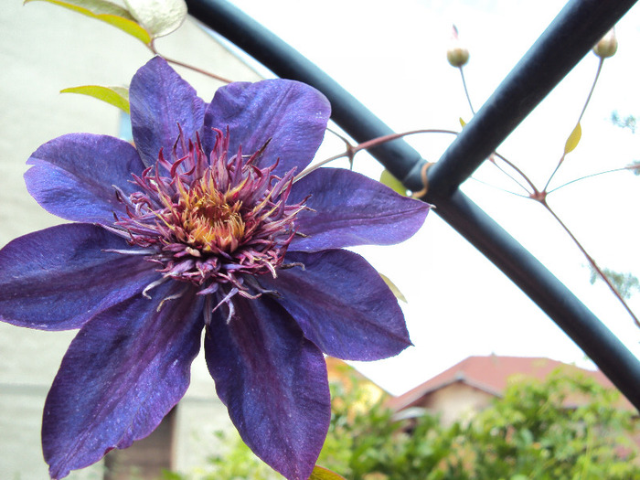 DSC02791 - 1 Clematite 2014