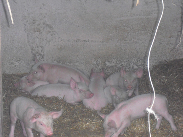 CIMG0908 - casa parinteasca