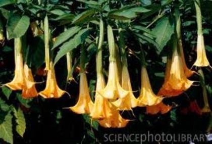 brugmansia_aurea