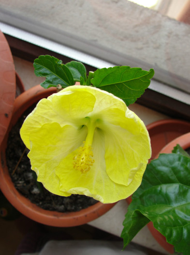 hibi emili