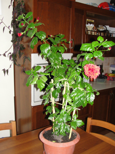 hibi dianthoides, corinap