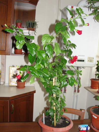 hibi dianthoides