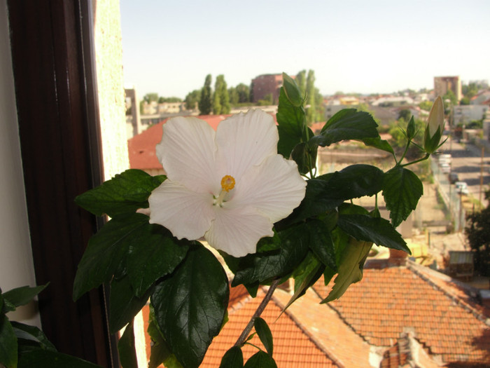 hibi san remo