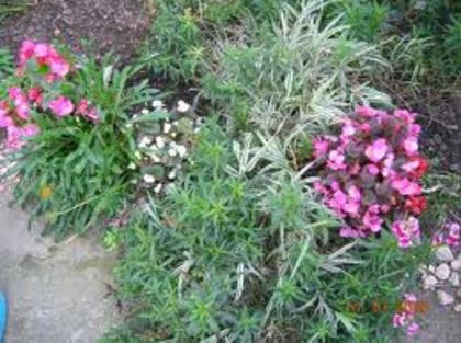 ghetisoara - Plante pe care le doresc
