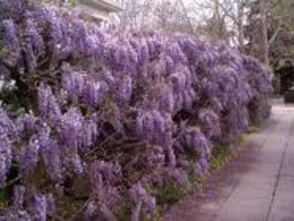 wisteria - Plante pe care le doresc