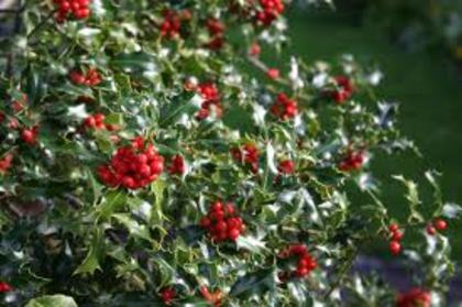 ilex - Plante pe care le doresc