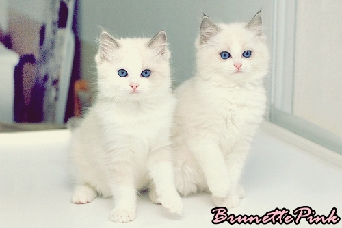 CaTs
