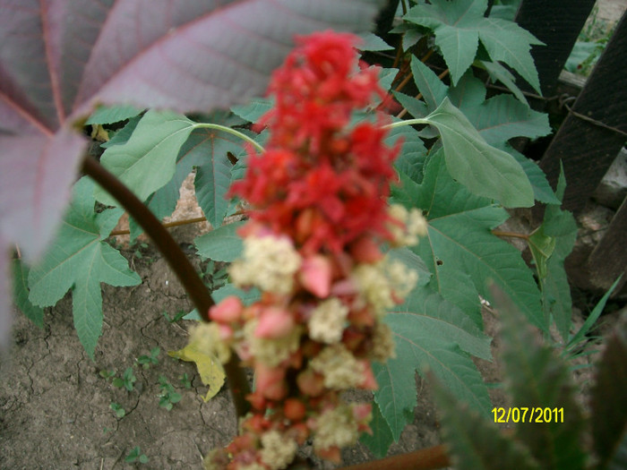 SANY1521 - Ricin Seminte - Boabe Ricinus Communis - Vanzare