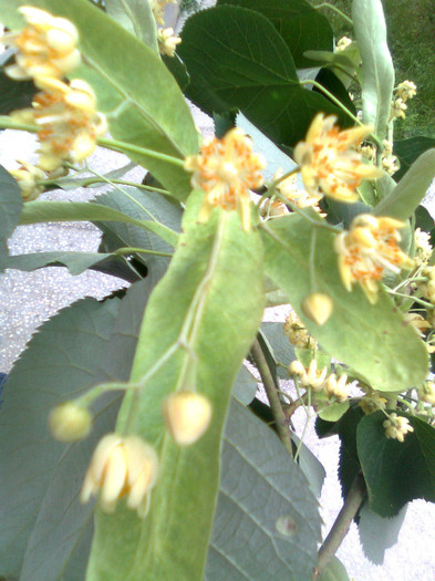 Flori de tei - Arbori si plante melifere