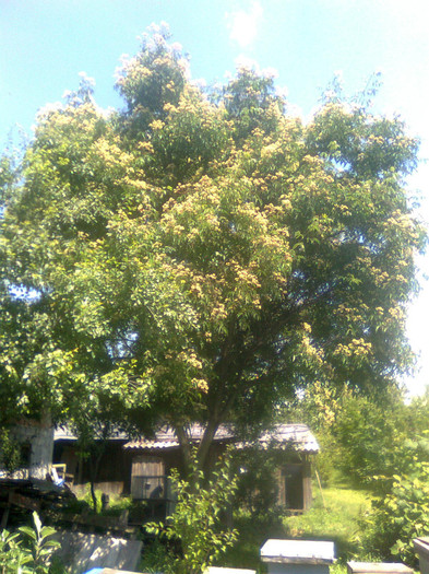 Evodia - Arbori si plante melifere