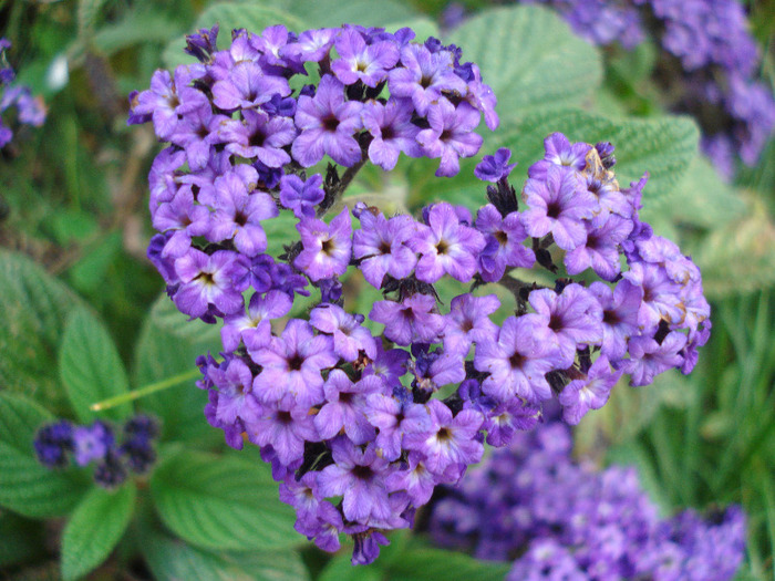 Heliotropium arborescens (2011, July 19) - HELIOTROPE Heliotropium