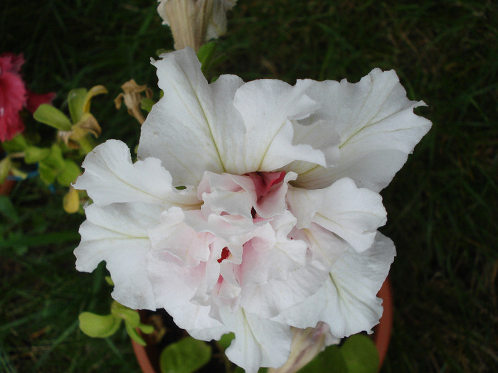 Double Petunia (2011, July 06)