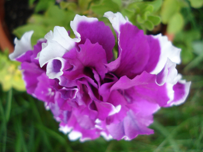 Petunia Purple Pirouette (2011, Jul.06) - PETUNIA Double