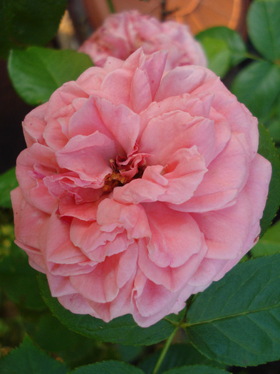 Rose Pleasure (2011, July 19)
