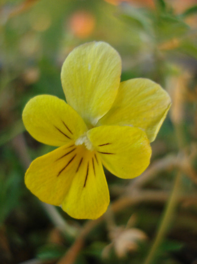 Yellow Trailing Pansy (2011, Jul.19)