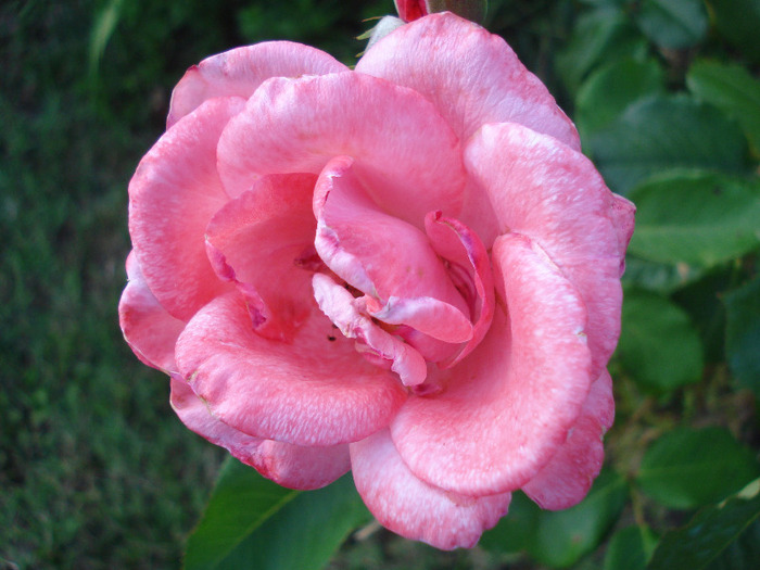 Rose Royal Highness (2011, July 19)