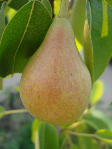 Pears_Pere Napoca (2011, July 10)