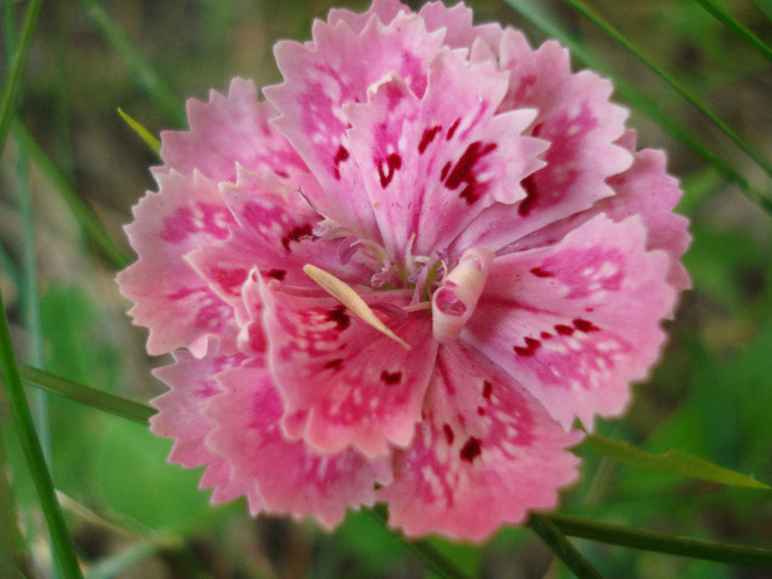 Dianthus chinensis (2011, July 10)