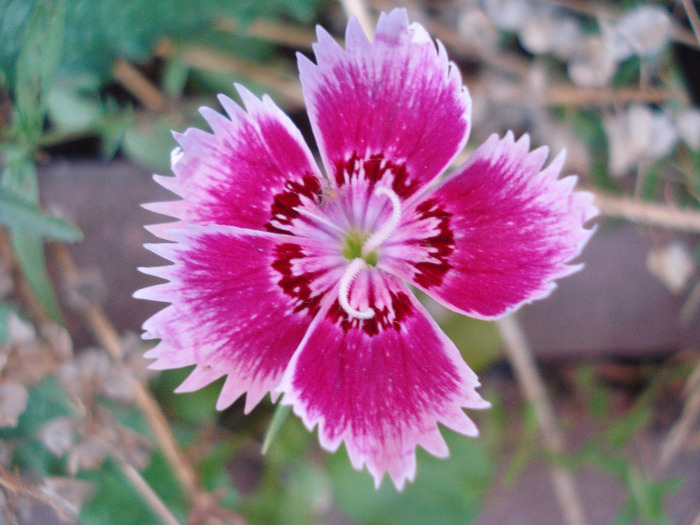 Dianthus chinensis (2011, July 19)