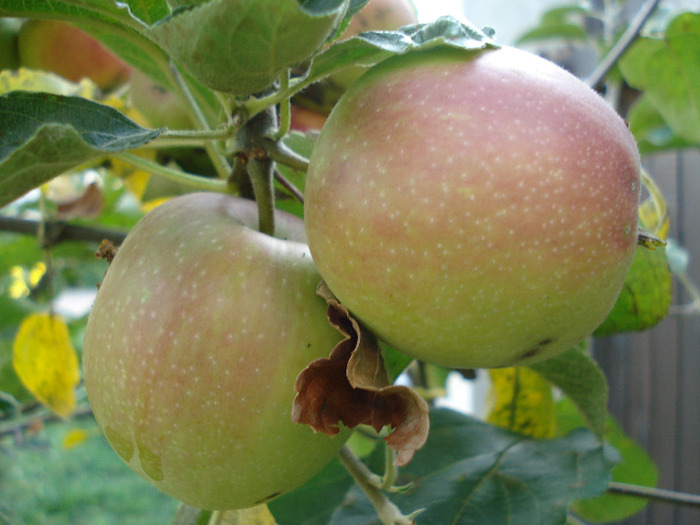 Apples_Mere Summer Red (2011, Jul.14) - Apple Tree_Mar Summer Red