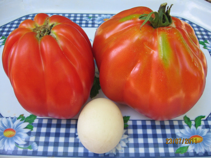 IMG_4052 - 1_Tomate