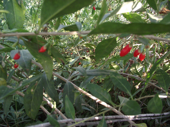 DSCF4566 - goji sau dracila sau catina de gard