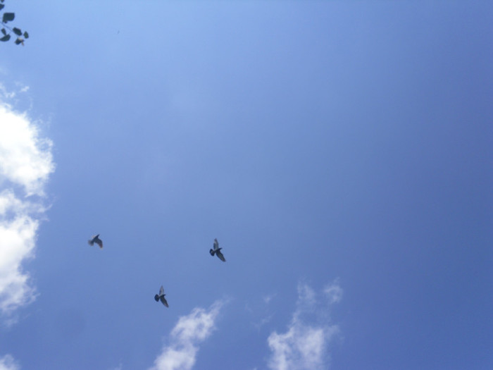 SAM_1010 - porumbei 2011